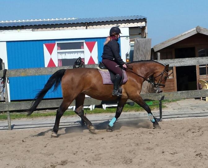 B&B Boerderij Rust, In Pipowagens! Den Helder Eksteriør billede